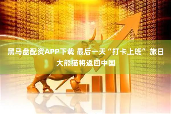 黑马盘配资APP下载 最后一天“打卡上班” 旅日大熊猫将返回中国